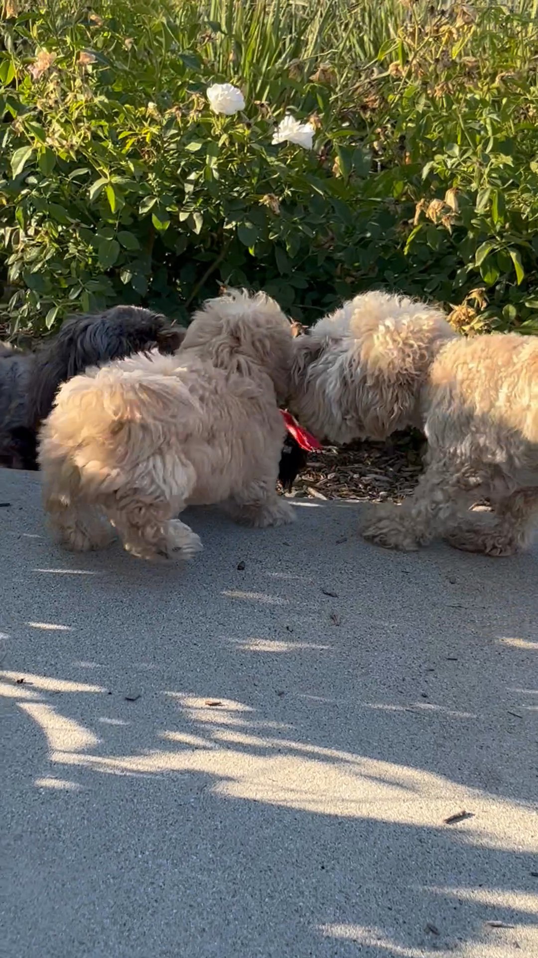 Poodle mix Shihpoo in Arizona City, Arizona
