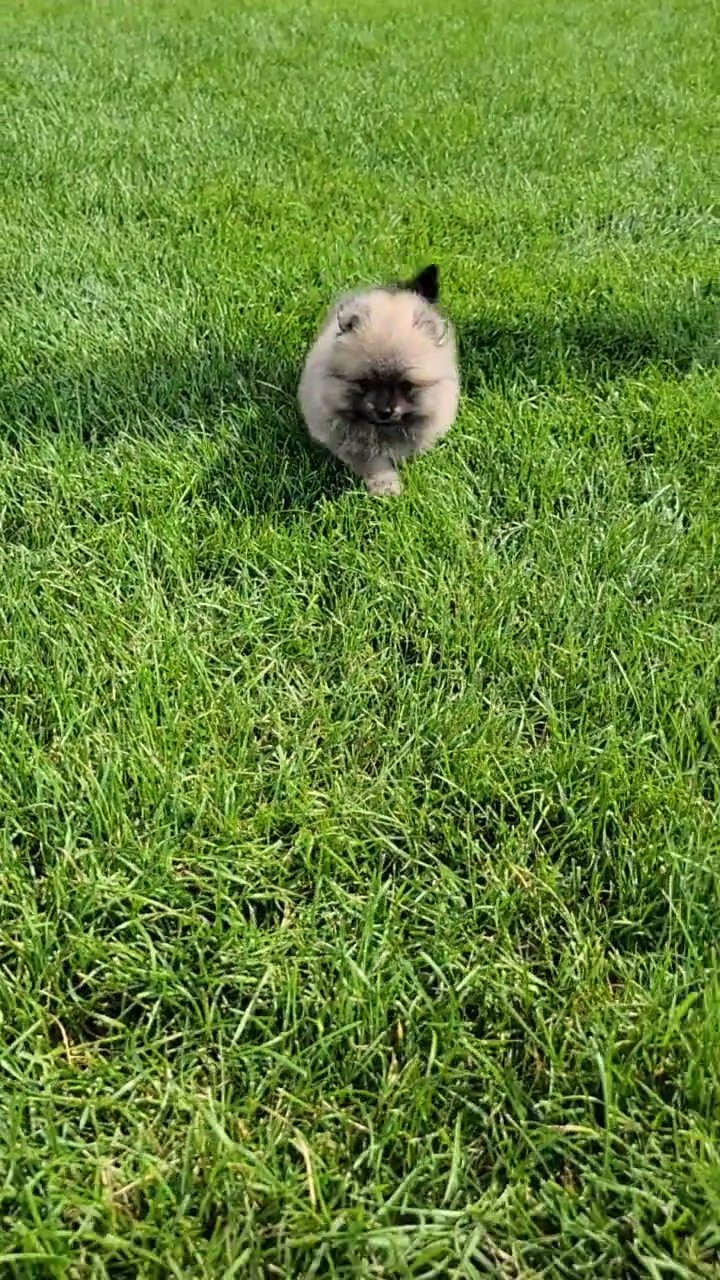 Purebred Pomeranian Puppy Female Lucy in Arizona City, Arizona