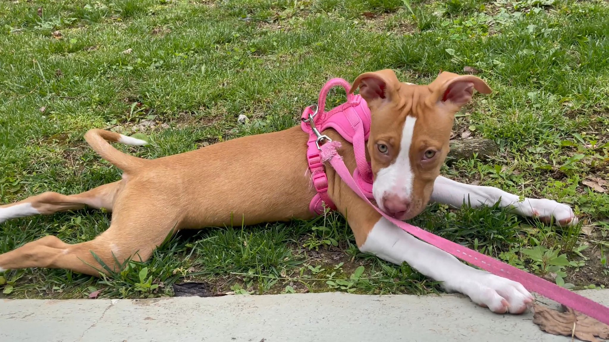 Pit bull puppy in Arizona City, Arizona
