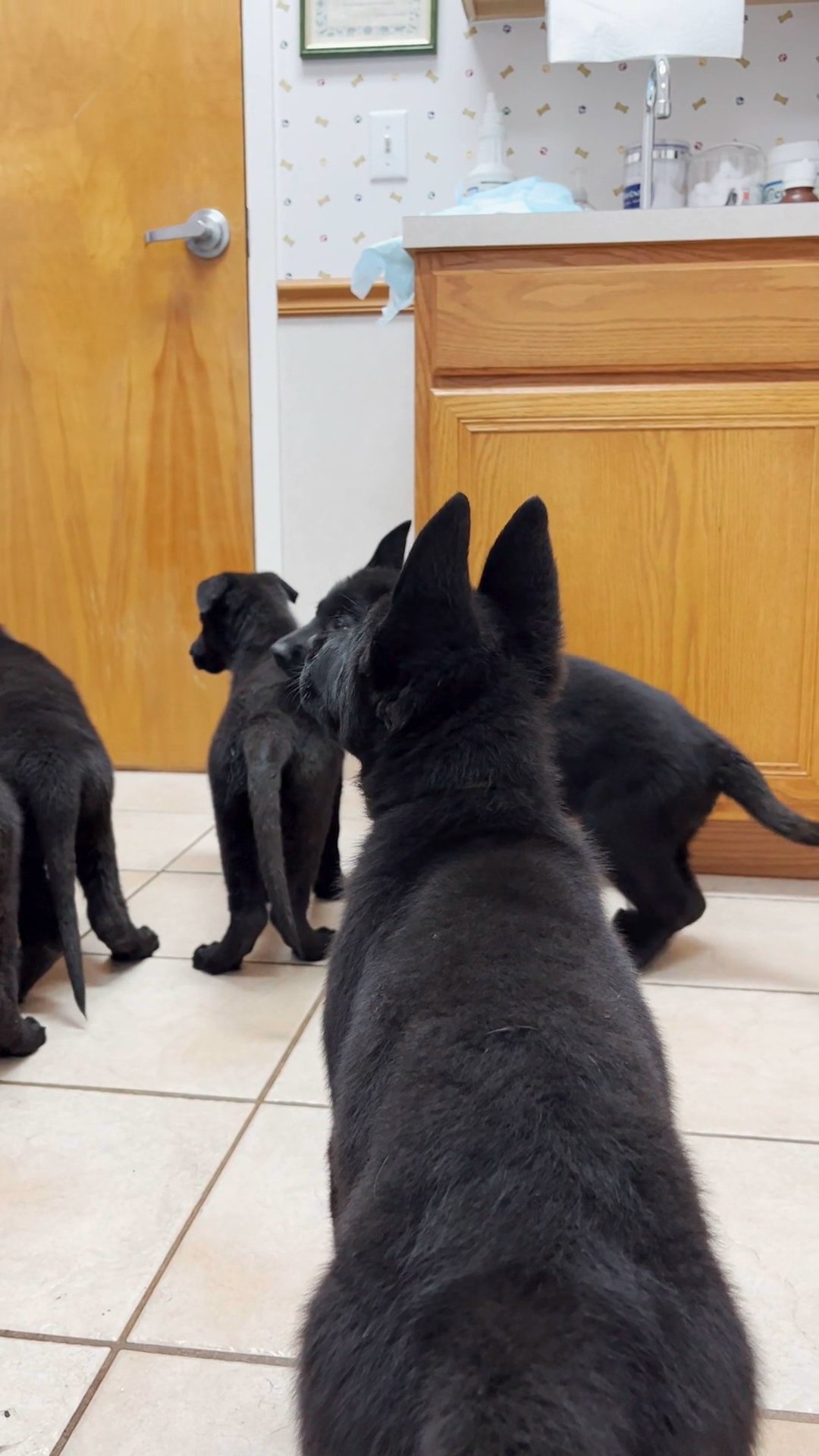 Puppykingdom in Arizona City, Arizona