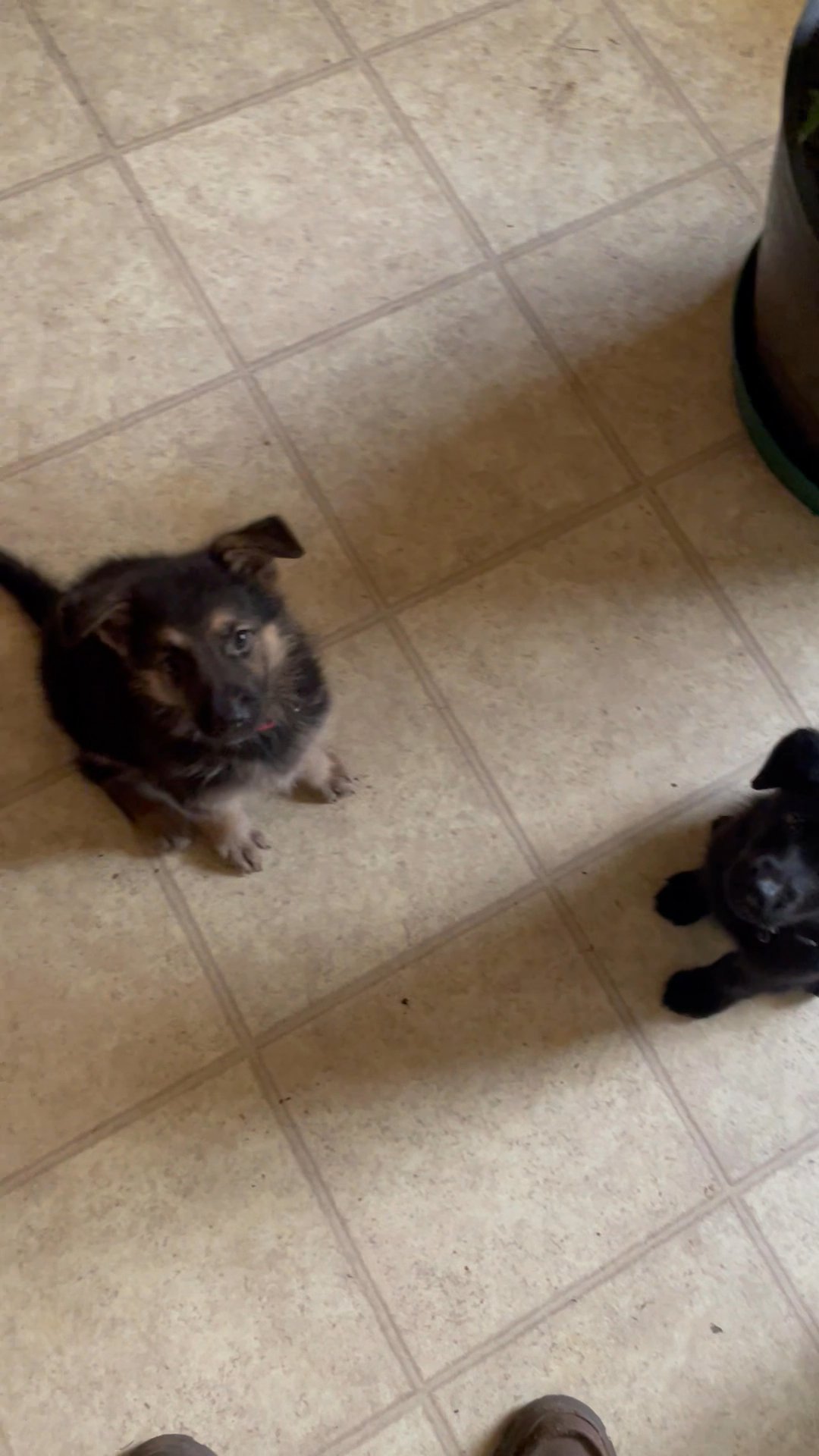 German Shepard puppies in Arizona City, Arizona