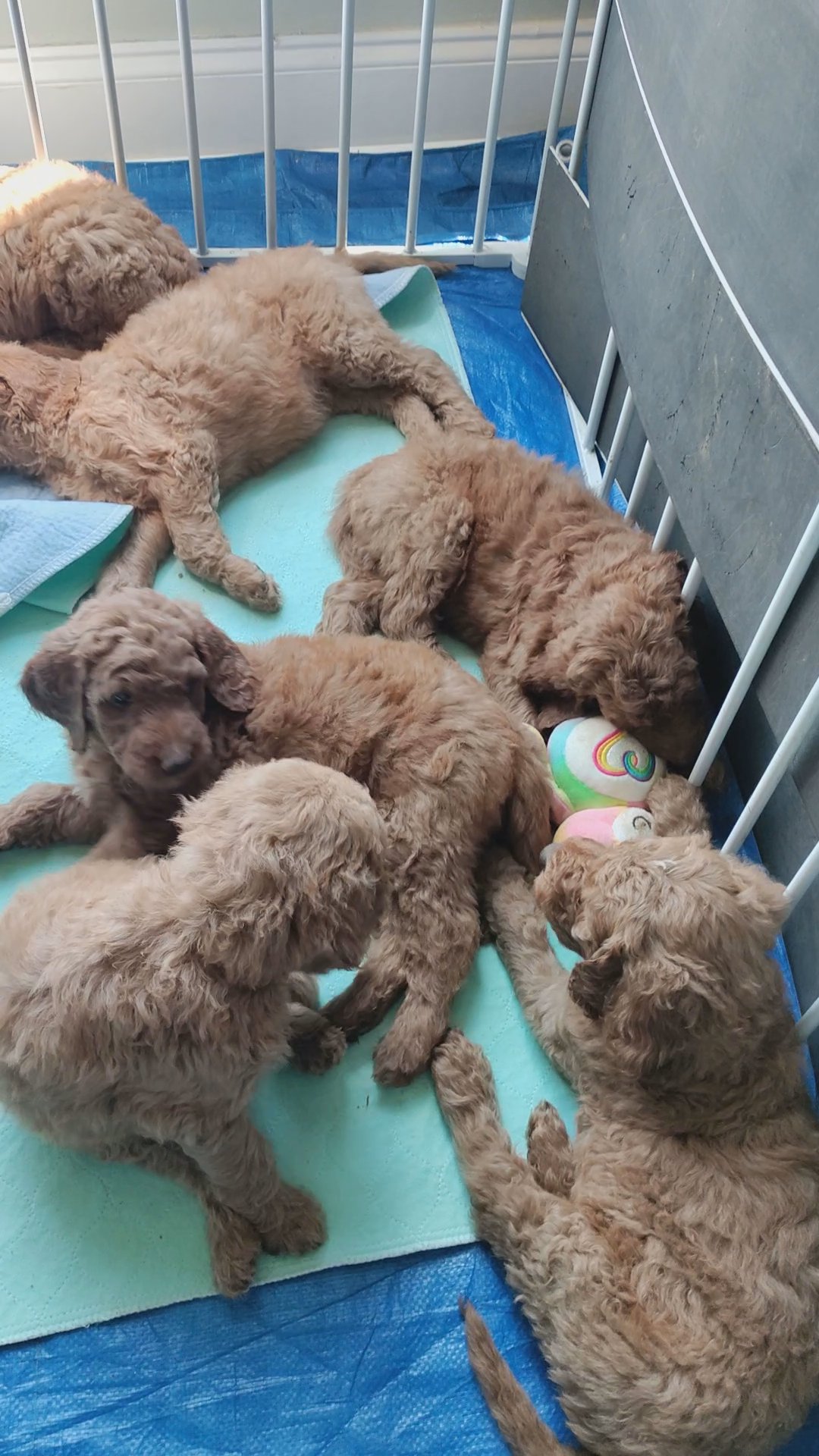 Goldendoodles in Arizona City, Arizona