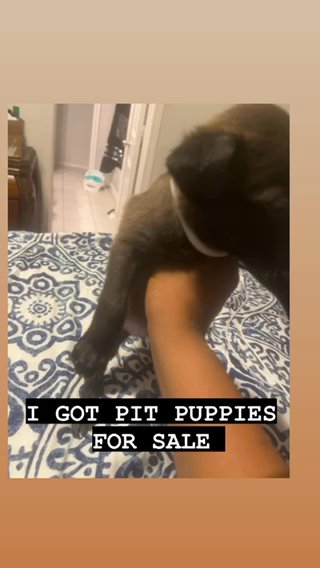 Pit Puppies in Fort Worth, Texas