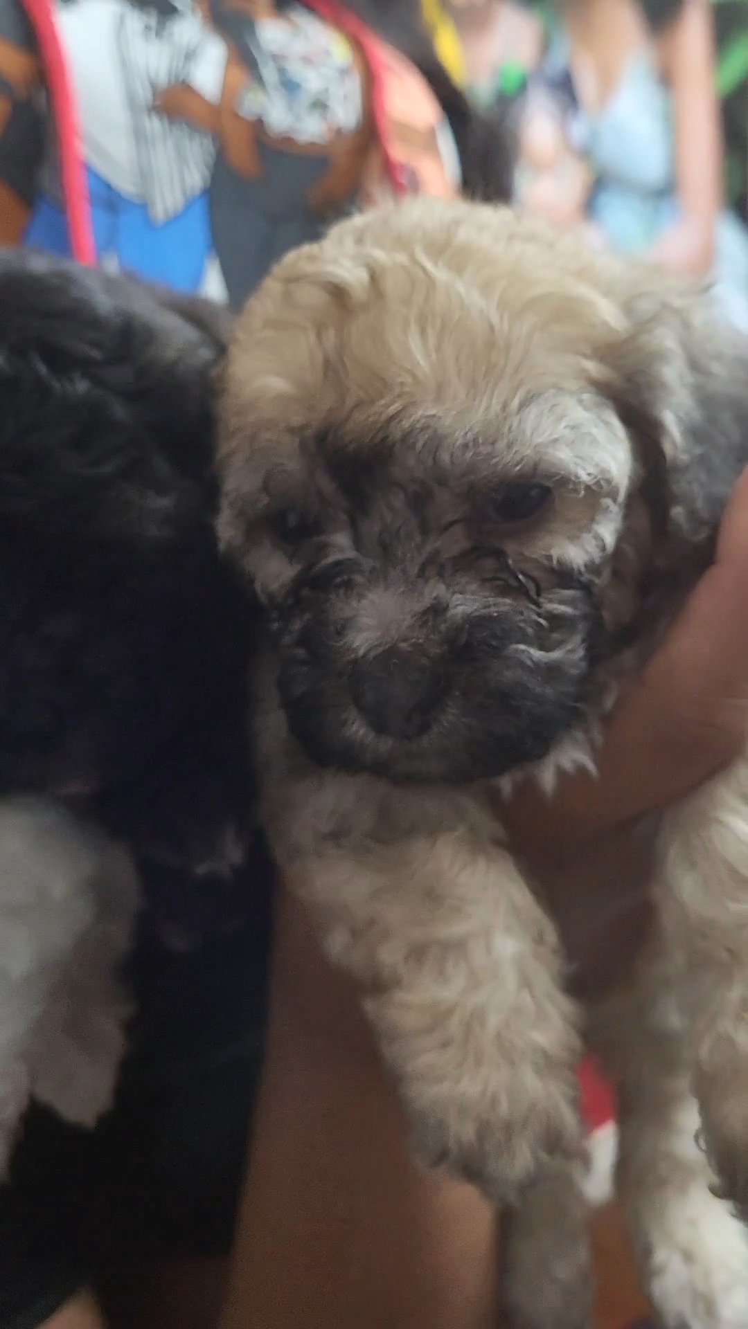 Toy Poodle Puppies! in Arizona City, Arizona