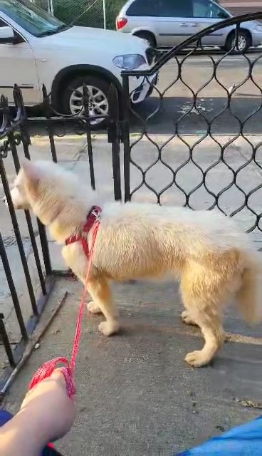 BIG GIRL 8MONTHS $650 BROOKLYN  NYC in New York City, New York