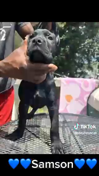 Cane Corso Male in St. Joseph, Missouri