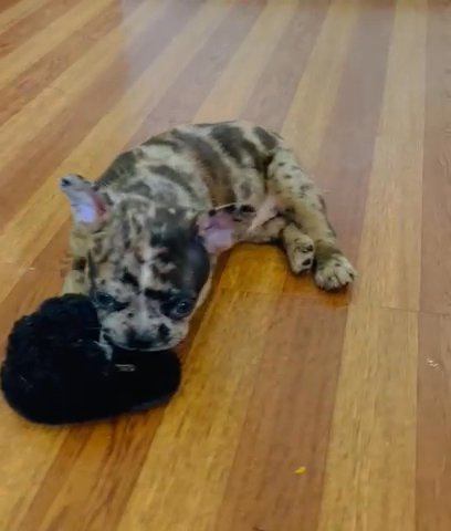 AKC Chocolate Merle French Bulldog in Detroit, Michigan