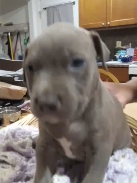 6 week old Blue and Brindle Pitt bulls for sale in Asheville, North Carolina