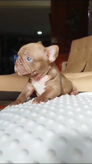 French Bulldog in Charlottesville, Virginia