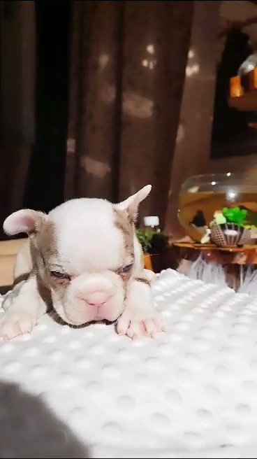 French Bulldog in Charlottesville, Virginia