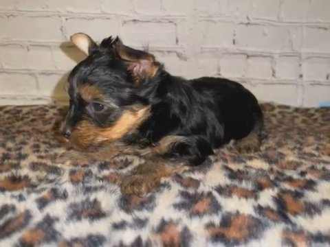 Yorkie in Houston, Texas
