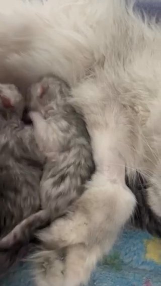 Rare Persian chinchilla Kittens (9weeks) in Ridgefield, New Jersey