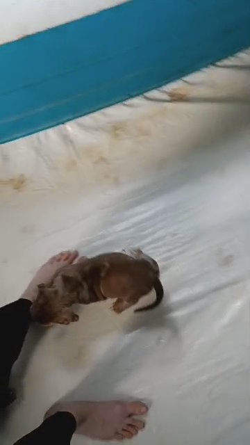 XL American Bully puppies in State College, Pennsylvania