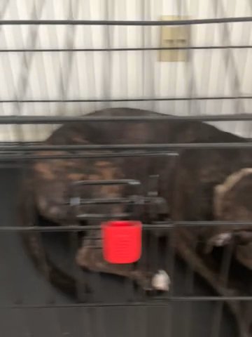 DOG in Stockbridge, Georgia