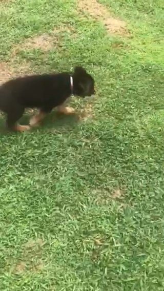 “Princess” Pink Runt GSD in Wake Forest, North Carolina
