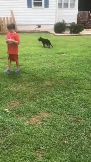 “Esther” Yellow GSD in Wake Forest, North Carolina