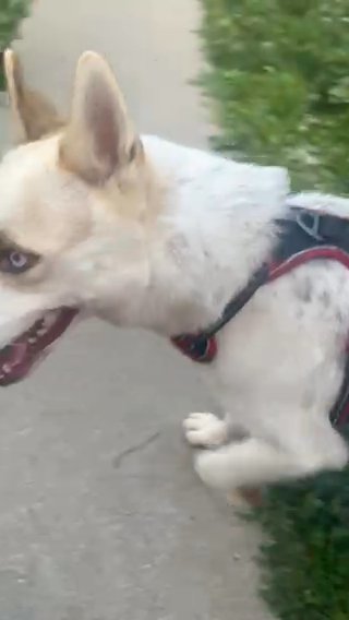 Husky Mix With German Shepherd in Chicago, Illinois