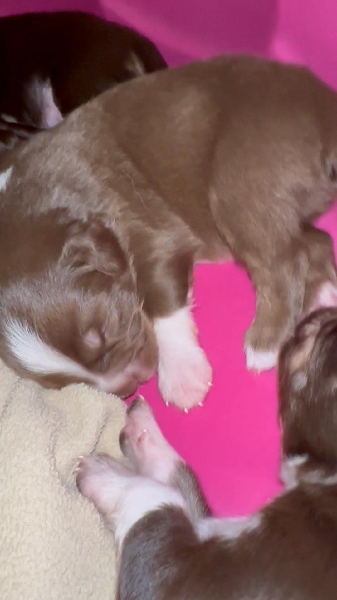 Mini Aussie for Sale in Arizona City, Arizona