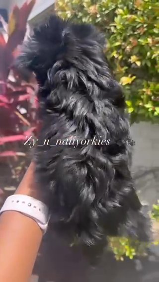 Boy Yorkie / SOLD in North Lauderdale, Florida