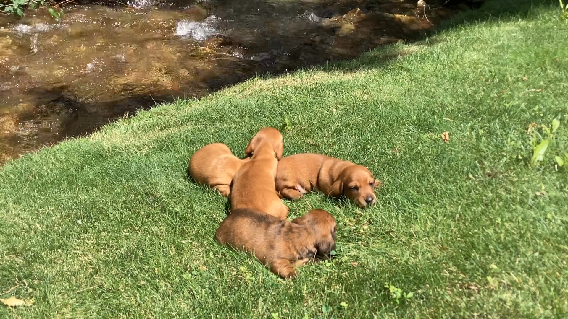 Champion Bloodline Miniature Dachshund Puppies in Arizona City, Arizona
