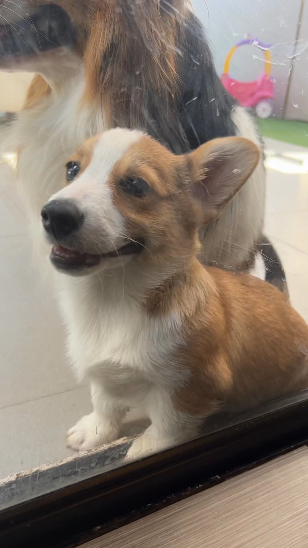 Corgi Puppy in Arizona City, Arizona