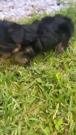 Yorkie Boy/SOLD in North Lauderdale, Florida