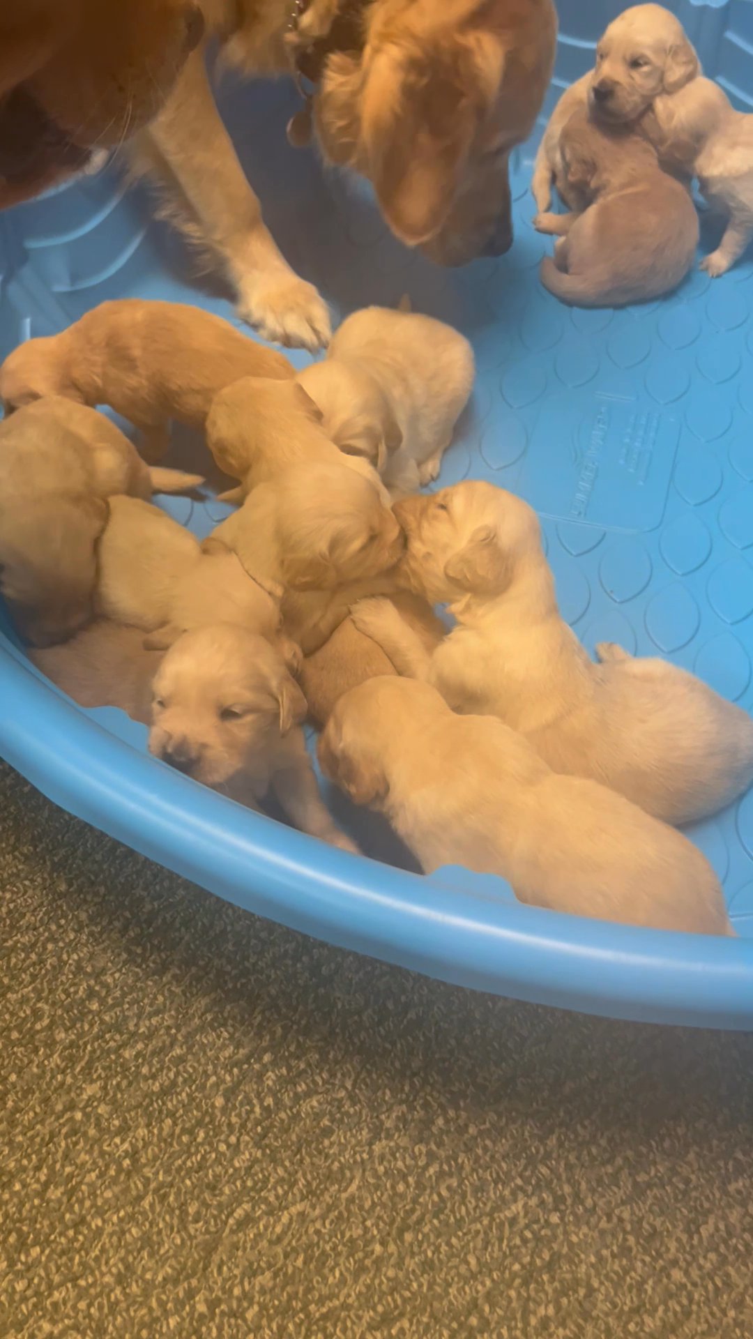 AKC Golden Retriever Puppies in Arizona City, Arizona