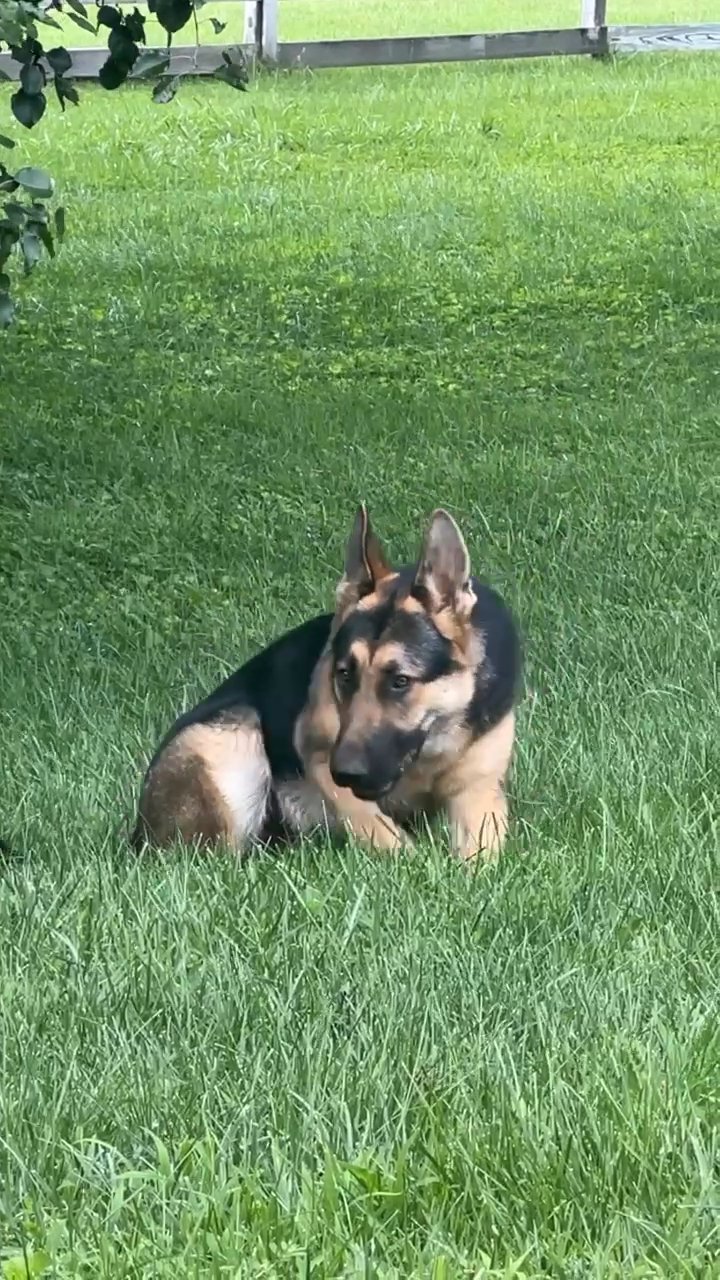 Dog For Sale (Maryland) in Arizona City, Arizona