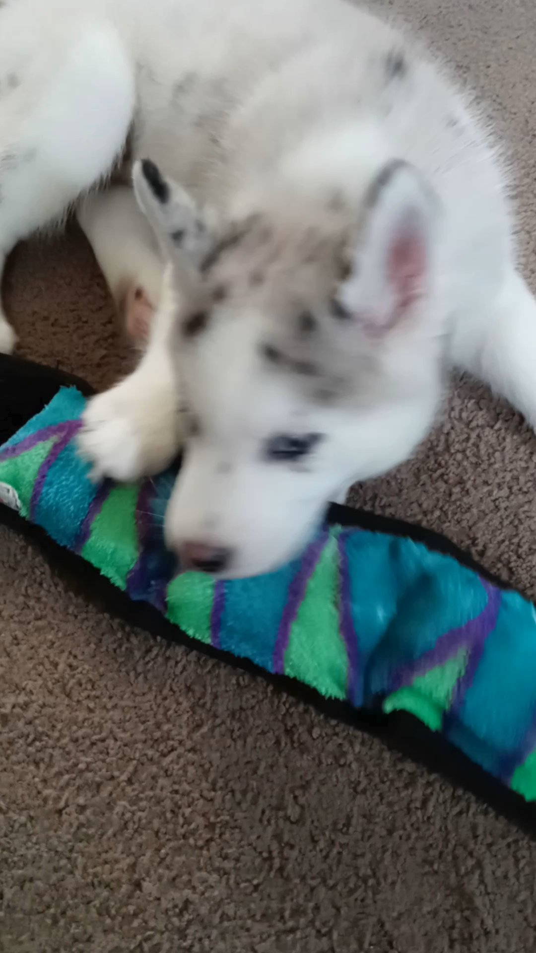 9 week old pomski has first shot and his dewarming in Arizona City, Arizona