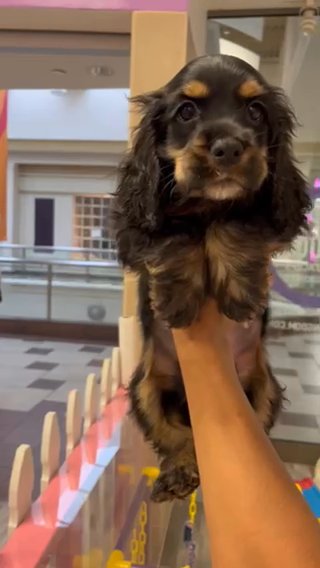 Male Cocker Spaniel in Columbia, South Carolina