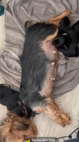 Yorkie Babies Ready For There New Home in New York City, New York