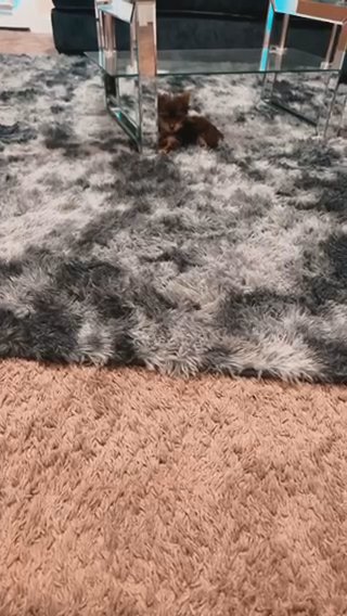 Zoey (girl) in Prattville, Alabama