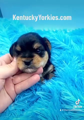 Male Yorkie in Lexington-Fayette, Kentucky