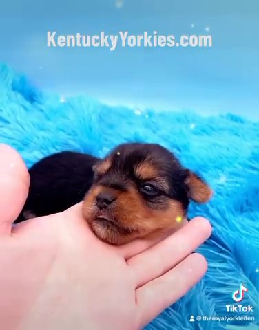 Male Yorkie in Lexington-Fayette, Kentucky