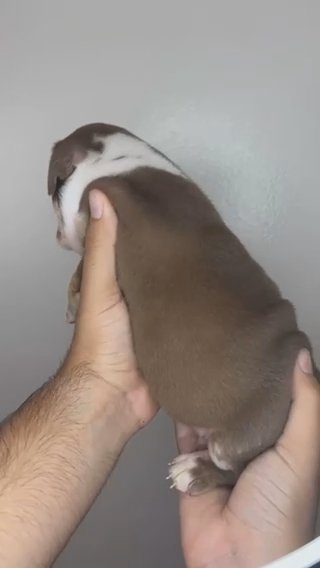Female English Bulldog Puppy Tri Merle in Los Angeles, California