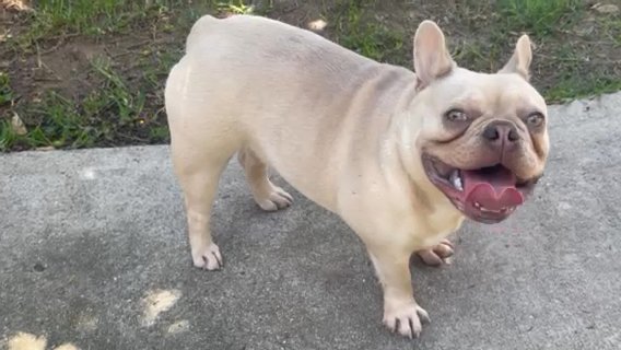 Female Fawn French Bulldog in Pasadena, California