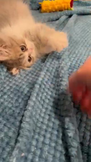Persian Kitty in Houston, Texas