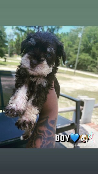 Miniature Schnauzer in Columbia, South Carolina