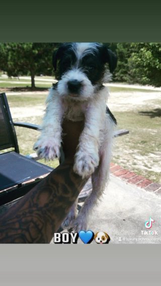 Miniature Schnauzer in Columbia, South Carolina