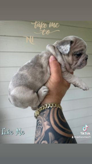 Female French Bulldog Puppy in Orlando, Florida