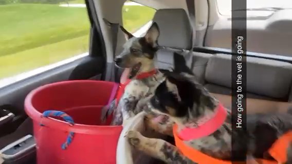 Cattle Dog Puppies For Sale in North Port, Florida