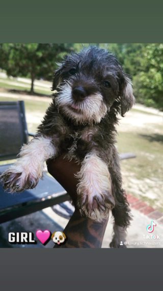 Miniature Schnauzer in Columbia, South Carolina