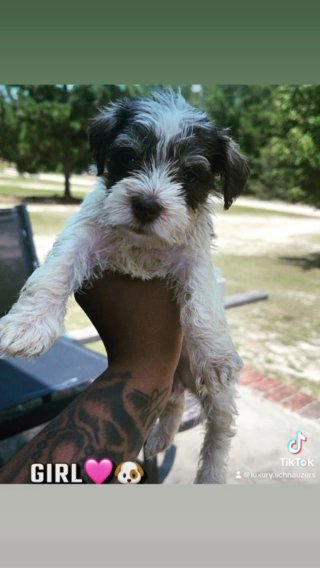 Miniature Schnauzer in Columbia, South Carolina