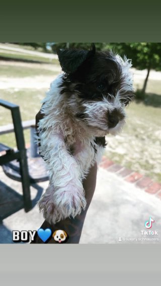 Miniature Schnauzer in Columbia, South Carolina