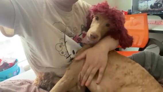 7mo Old Poodle in Seattle, Washington