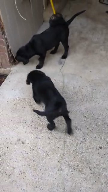 black labs  labs in Monroe, Louisiana