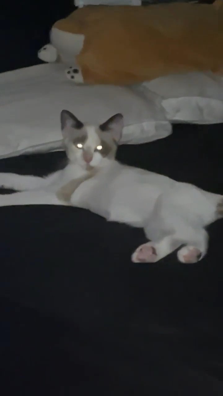 Cute Snowshoe for sale in Concord, California