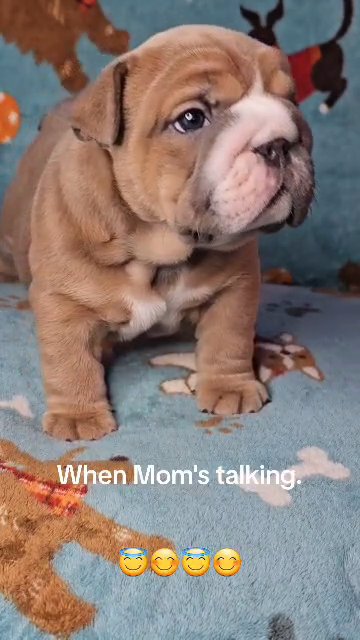 English bulldog Vanny in Dixon, Illinois
