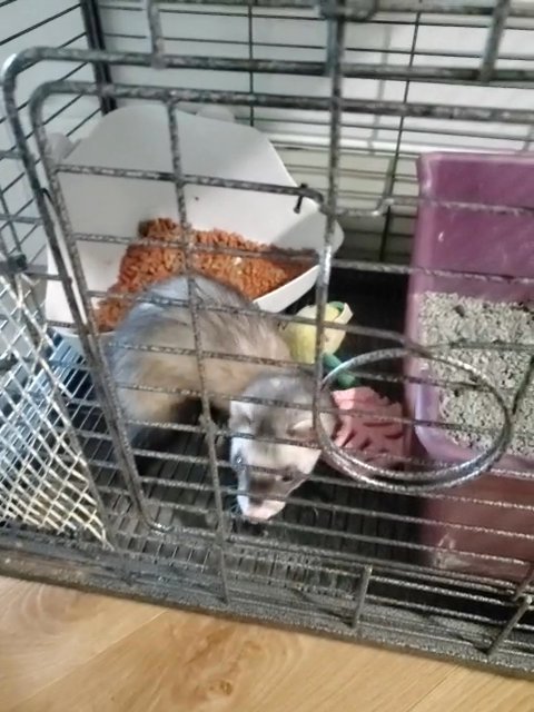 2 year old female ferret with cage an all stuff in Lehigh Acres, Florida
