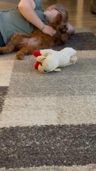 Virgil Mini Goldendoodle in Billings, Montana